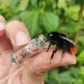 The Original Bee Revival Kit Keyring - Sprouts of Bristol