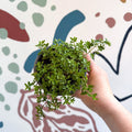 Thymus citriodorus 'Aureus' - Thyme - British Grown Culinary Herbs - Sprouts of Bristol