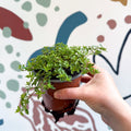 Thymus citriodorus 'Aureus' - Thyme - British Grown Culinary Herbs - Sprouts of Bristol