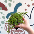 Thymus citriodorus 'Aureus' - Thyme - British Grown Culinary Herbs - Sprouts of Bristol