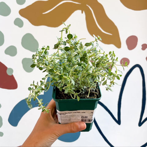 Thymus citriodorus 'Silver Queen' - Lemon Thyme - Sprouts of Bristol
