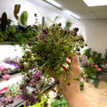 Thymus serpyllum 'Coccineus' - Red Creeping Thyme - British Grown Culinary Herbs - Sprouts of Bristol
