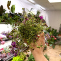 Thymus serpyllum 'Coccineus' - Red Creeping Thyme - British Grown Culinary Herbs - Sprouts of Bristol