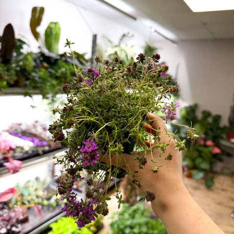 Thymus serpyllum 'Coccineus' - Red Creeping Thyme - British Grown Culinary Herbs - Sprouts of Bristol