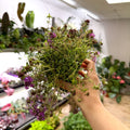 Thymus serpyllum 'Coccineus' - Red Creeping Thyme - British Grown Culinary Herbs - Sprouts of Bristol