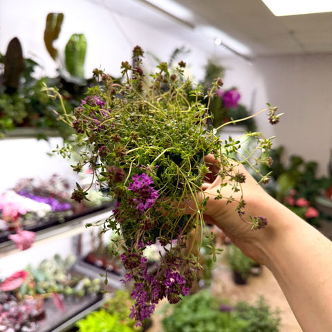 Thymus serpyllum 'Coccineus' - Red Creeping Thyme - British Grown Culinary Herbs - Sprouts of Bristol