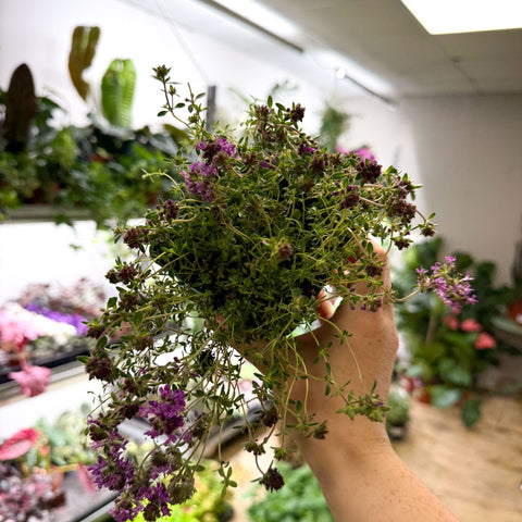 Thymus serpyllum 'Coccineus' - Red Creeping Thyme - British Grown Culinary Herbs - Sprouts of Bristol