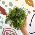 Thymus serpyllum ‘Snowdrift’ - Cotswolds Grown Culinary Herbs - Sprouts of Bristol