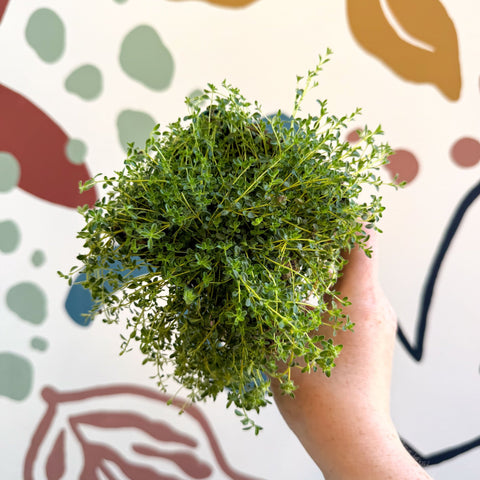 Thymus serpyllum ‘Snowdrift’ - Cotswolds Grown Culinary Herbs - Sprouts of Bristol