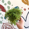Thymus serpyllum ‘Snowdrift’ - Cotswolds Grown Culinary Herbs - Sprouts of Bristol