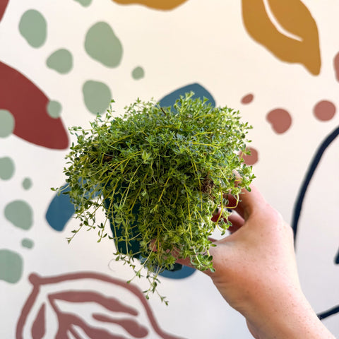 Thymus serpyllum ‘Snowdrift’ - Cotswolds Grown Culinary Herbs - Sprouts of Bristol
