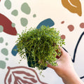 Thymus serpyllum ‘Snowdrift’ - Cotswolds Grown Culinary Herbs - Sprouts of Bristol