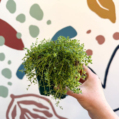 Thymus serpyllum ‘Snowdrift’ - Cotswolds Grown Culinary Herbs - Sprouts of Bristol