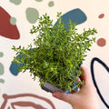 Thymus vulgaris compactus - Cotswolds Grown Culinary Herbs - Sprouts of Bristol
