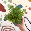 Thymus vulgaris compactus - Cotswolds Grown Culinary Herbs - Sprouts of Bristol