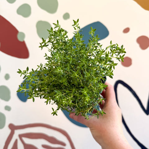 Thymus vulgaris compactus - Cotswolds Grown Culinary Herbs - Sprouts of Bristol