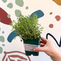 Thymus vulgaris compactus - Cotswolds Grown Culinary Herbs - Sprouts of Bristol