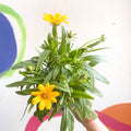 Tickseed - Coreopsis grandiflora 'Single Gold' - British Grown Herbaceous Perennial - Sprouts of Bristol