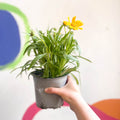 Tickseed - Coreopsis grandiflora 'Single Gold' - British Grown Herbaceous Perennial - Sprouts of Bristol