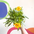 Tickseed - Coreopsis grandiflora 'Single Gold' - British Grown Herbaceous Perennial - Sprouts of Bristol