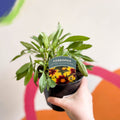 Tickseed - Coreopsis 'Uptick Yellow & Red' UK Grown - Sprouts of Bristol