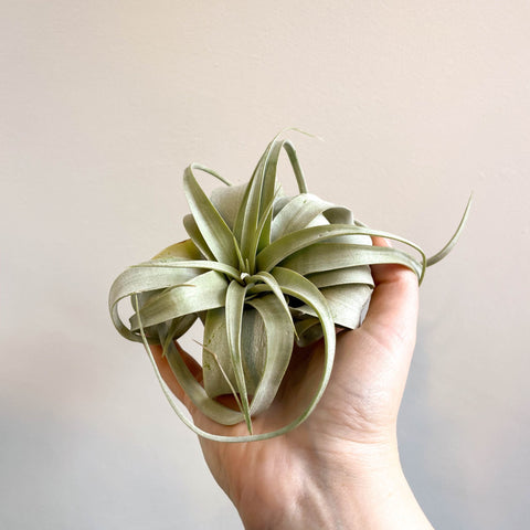 Tillandsia xerographica - Giant Air Plant - Sprouts of Bristol