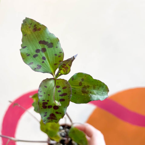 Tinantia pringlei - Welsh Grown - Sprouts of Bristol