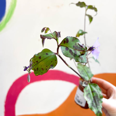 Tinantia pringlei - Welsh Grown - Sprouts of Bristol