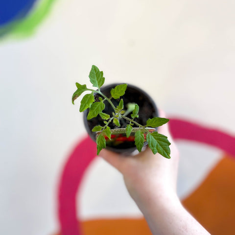 Tomato (Bush) - Solanum lycopersicum 'Cherry Falls' - British Grown - Sprouts of Bristol