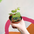 Tomato (Bush) - Solanum lycopersicum 'Veranda Red' - British Grown - Sprouts of Bristol