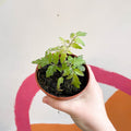 Tomato (Bush) - Solanum lycopersicum 'Veranda Red' - British Grown - Sprouts of Bristol