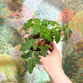 Tomato (Cordon) - Solanum lycopersicum 'Alisa Craig' - British Grown - Sprouts of Bristol