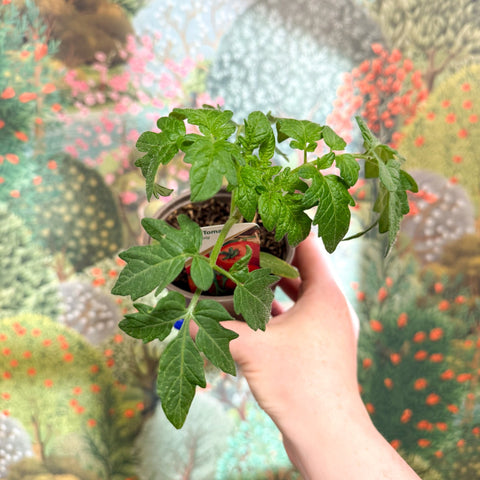 Tomato (Cordon) - Solanum lycopersicum 'Alisa Craig' - British Grown - Sprouts of Bristol