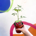 Tomato (Cordon) - Solanum lycopersicum 'Cherry Baby' - British Grown - Sprouts of Bristol