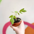 Tomato (Cordon) - Solanum lycopersicum 'Crimson Crush' - British Grown - Sprouts of Bristol