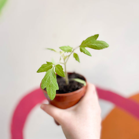 Tomato (Cordon) - Solanum lycopersicum 'Crimson Crush' - British Grown - Sprouts of Bristol
