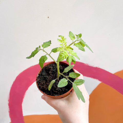 Tomato (Cordon) - Solanum lycopersicum 'Gardeners Delight' - British Grown - Sprouts of Bristol