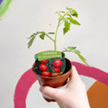 Tomato (Cordon) - Solanum lycopersicum 'Gardeners Delight' - British Grown - Sprouts of Bristol
