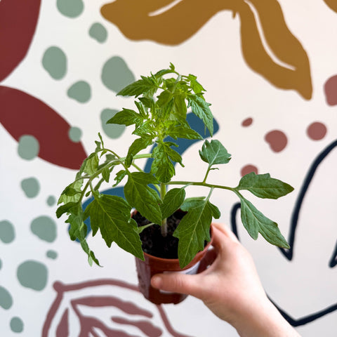 Tomato (Cordon) - Solanum lycopersicum 'Maisey' - British Grown - Sprouts of Bristol