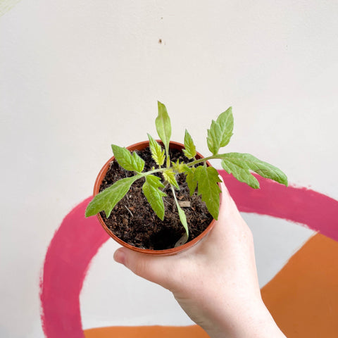 Tomato (Cordon) - Solanum lycopersicum 'Nagina' F1 - British Grown - Sprouts of Bristol