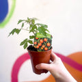 Tomato (Cordon) - Solanum lycopersicum 'Sungold SuperSweet' - British Grown - Sprouts of Bristol