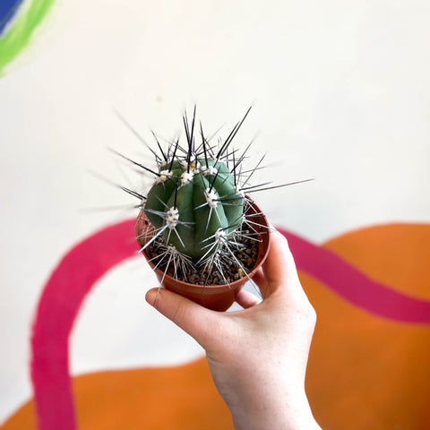 Toothpick Cactus - Stetsonia coryne canarias - Sprouts of Bristol