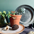 Tortoiseshell Butterfly Plant Pot Companions - Sprouts of Bristol