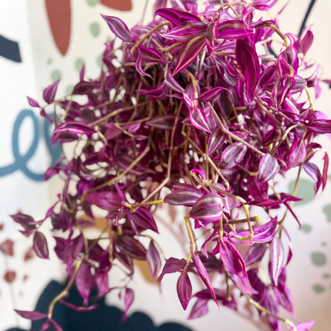 Tradescantia fluminensis ‘Pink Paradise’ - Sprouts of Bristol