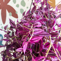 Tradescantia fluminensis ‘Pink Paradise’ - Sprouts of Bristol