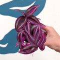 Tradescantia fluminensis ‘Pink Paradise’ - Sprouts of Bristol