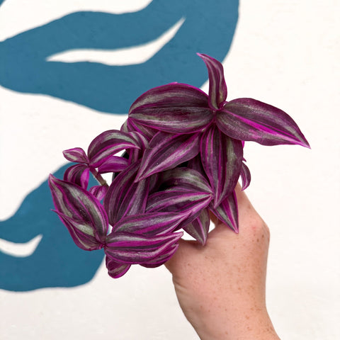 Tradescantia fluminensis ‘Pink Paradise’ - Sprouts of Bristol