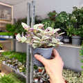 Tradescantia fluminensis ‘Rosa Sunrise’ – Pink Variegated Inch Plant - Sprouts of Bristol