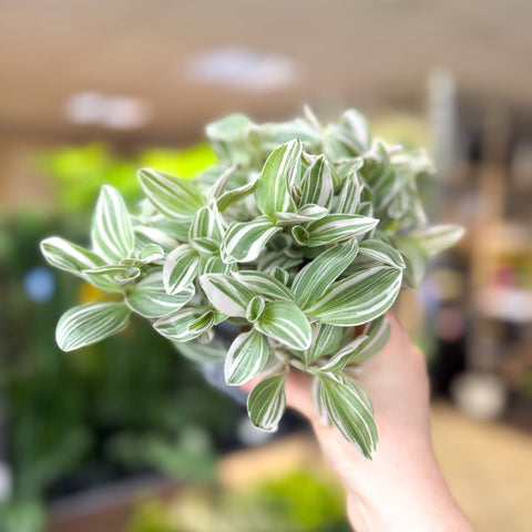 Tradescantia fluminensis ‘White Cobra’ – Inch Plant - Sprouts of Bristol