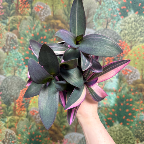 Tradescantia pallida 'Pink Stripe' - Sprouts of Bristol